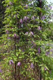 Clematis occidentalis var. occidentalis